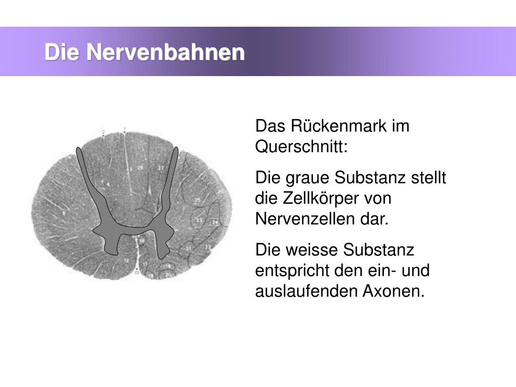 PPT Nervenzellen, Reizleitung PowerPoint Presentation, free download ID4423349