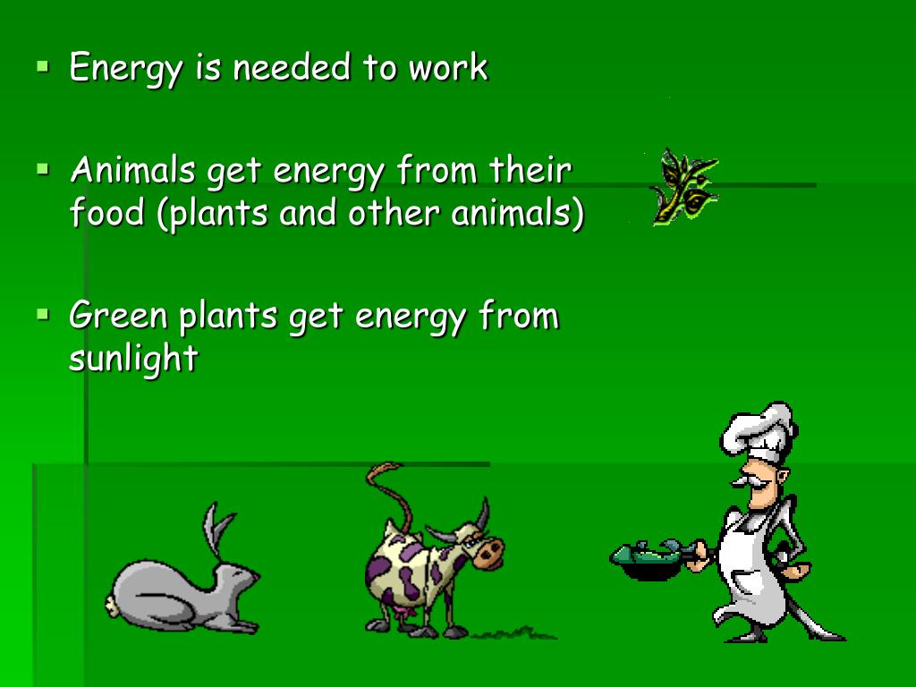 PPT Living Things PowerPoint Presentation, free download ID4423505