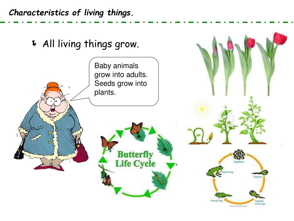 PPT LIVING THINGS PowerPoint Presentation, free download ID4423718