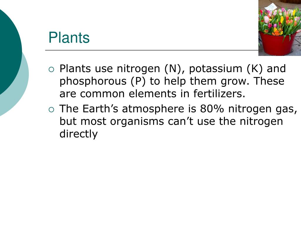 PPT The Nitrogen Cycle PowerPoint Presentation, free download ID