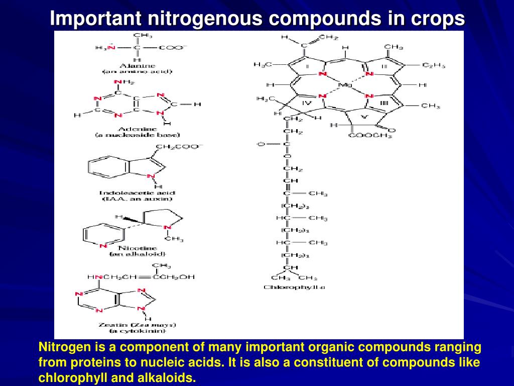 PPT Nitrogen assimilation in crops (I) PowerPoint Presentation, free