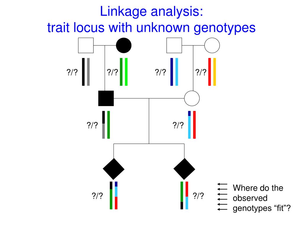 PPT Introduction to linkage analysis PowerPoint Presentation, free