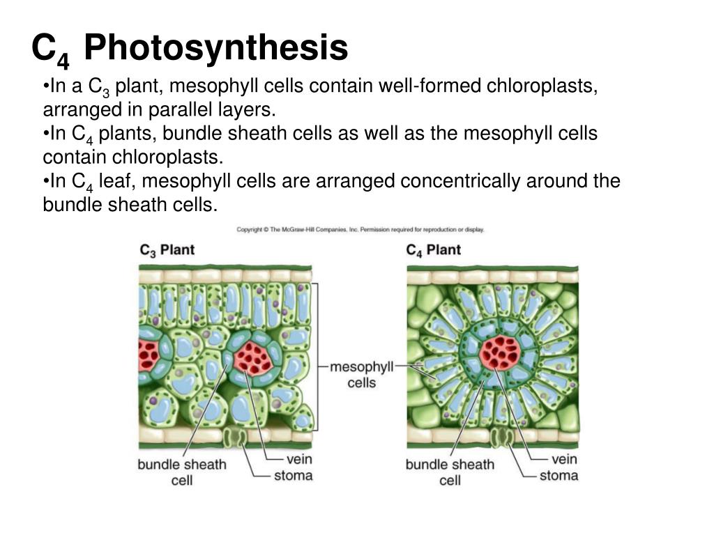 PPT Photosynthesis PowerPoint Presentation, free download ID4436930