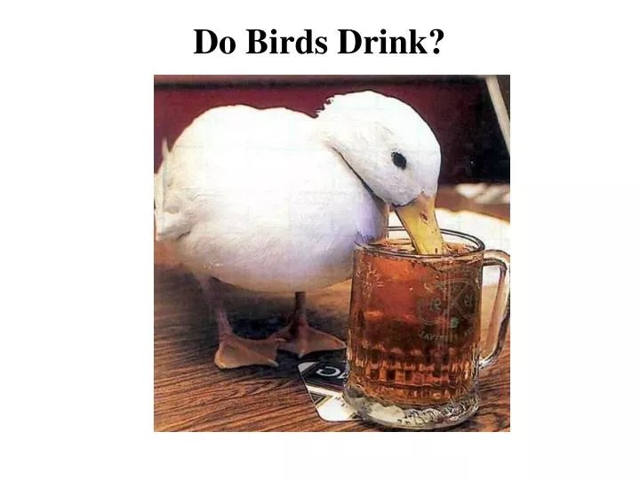 PPT Do Birds Drink? PowerPoint Presentation, free download ID4440372