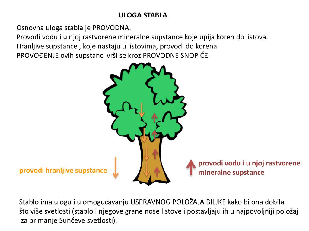 Ppt Stablo Powerpoint Presentation Free Download Id 4440496