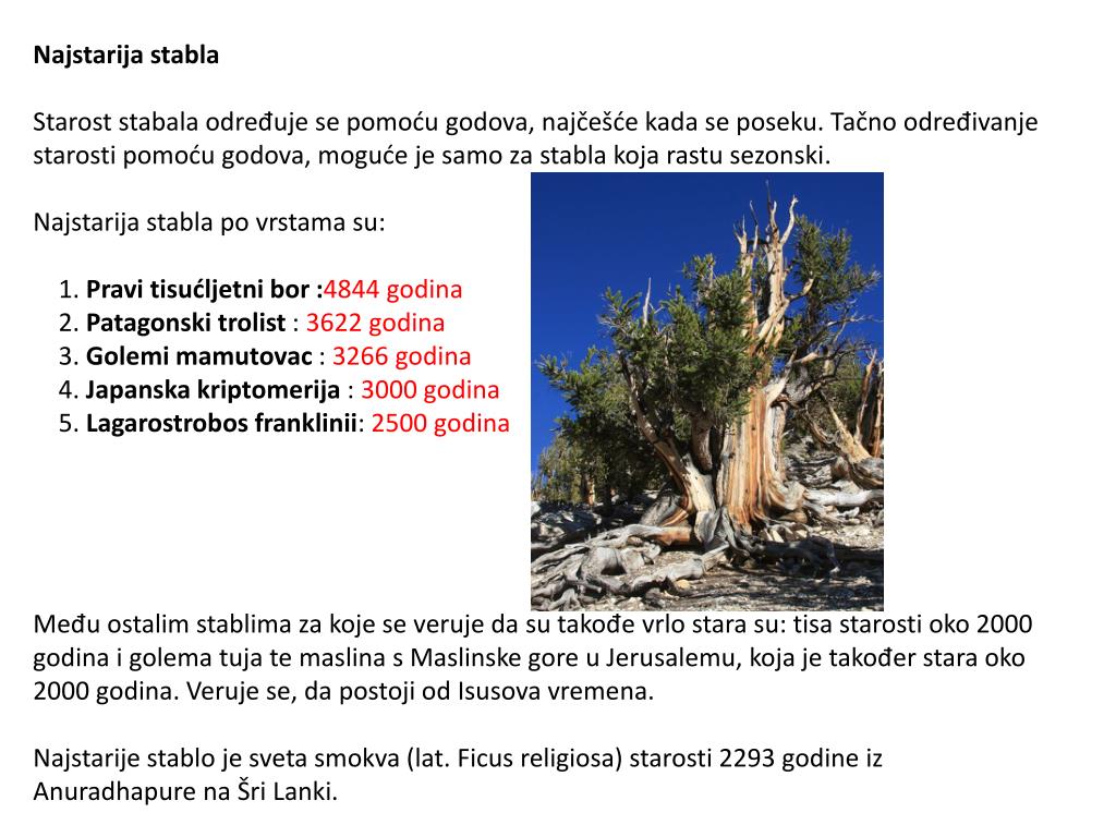 Ppt Stablo Powerpoint Presentation Free Download Id 4440496