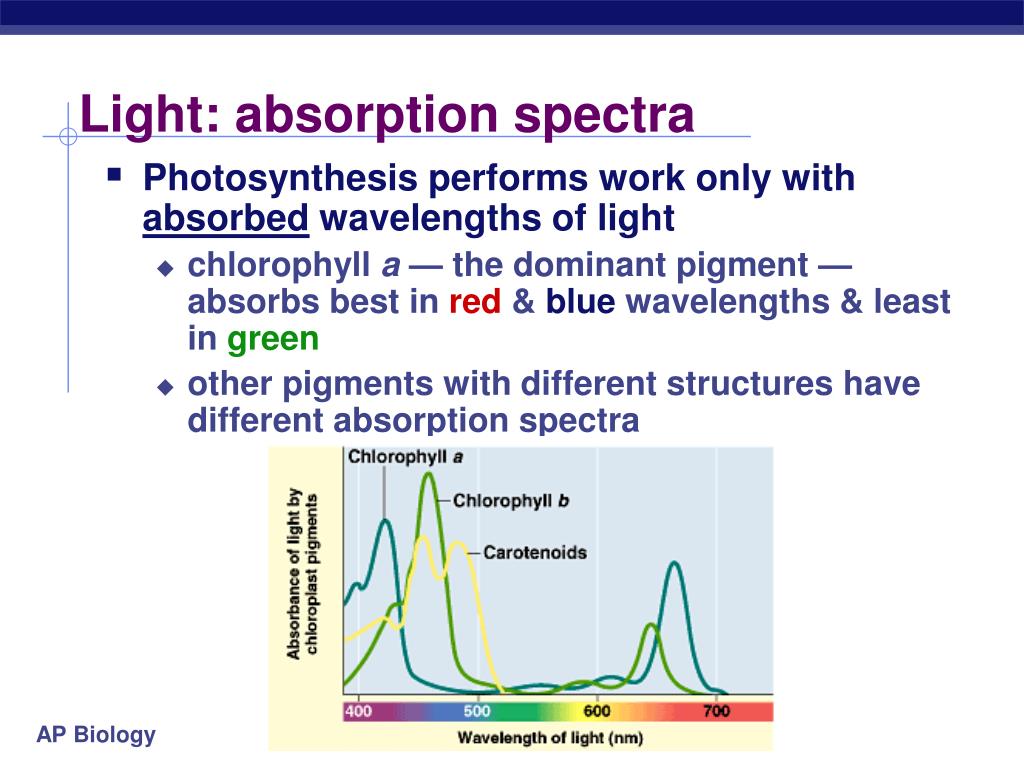 PPT Chapter 10. Photosynthesis Life from Light PowerPoint