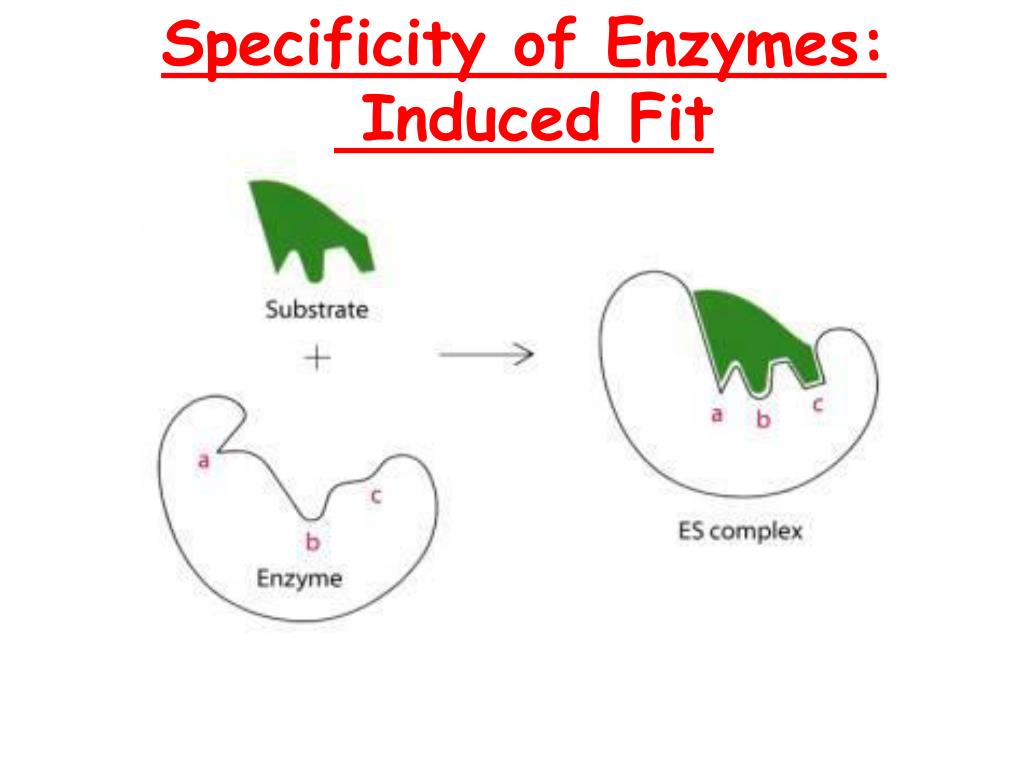 PPT Specificity of Enzymes PowerPoint Presentation, free download