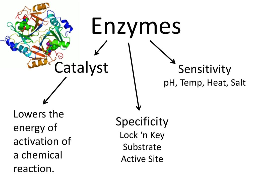 PPT Enzymes PowerPoint Presentation, free download ID4441787