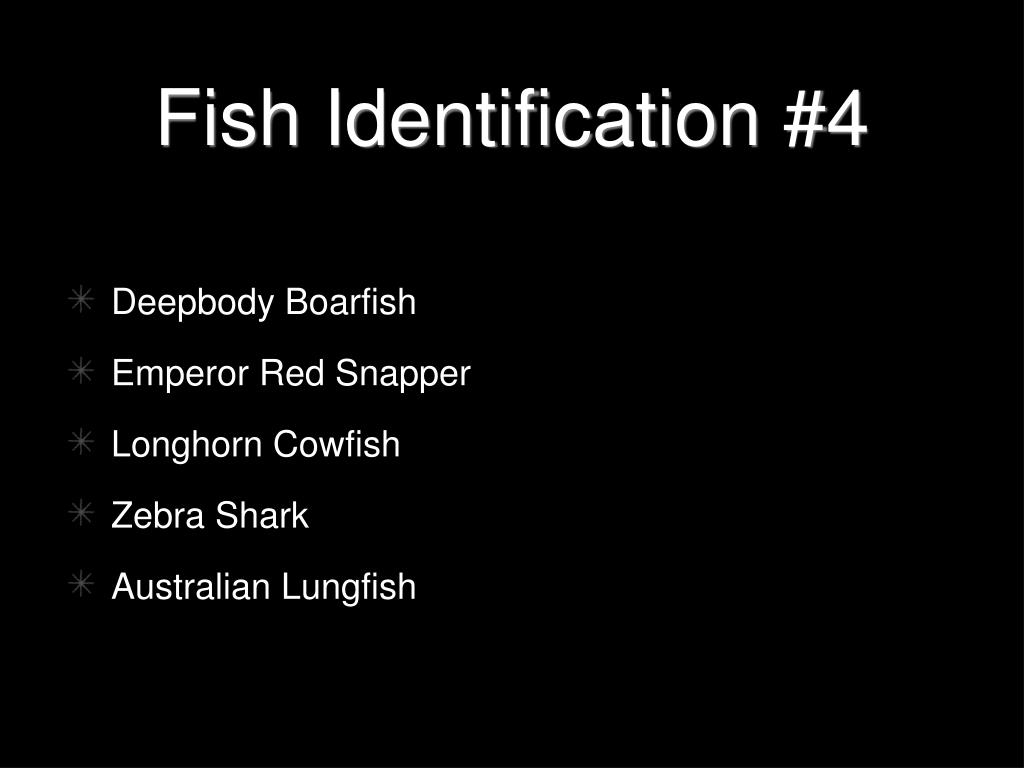 PPT Fish Identification 4 PowerPoint Presentation, free download