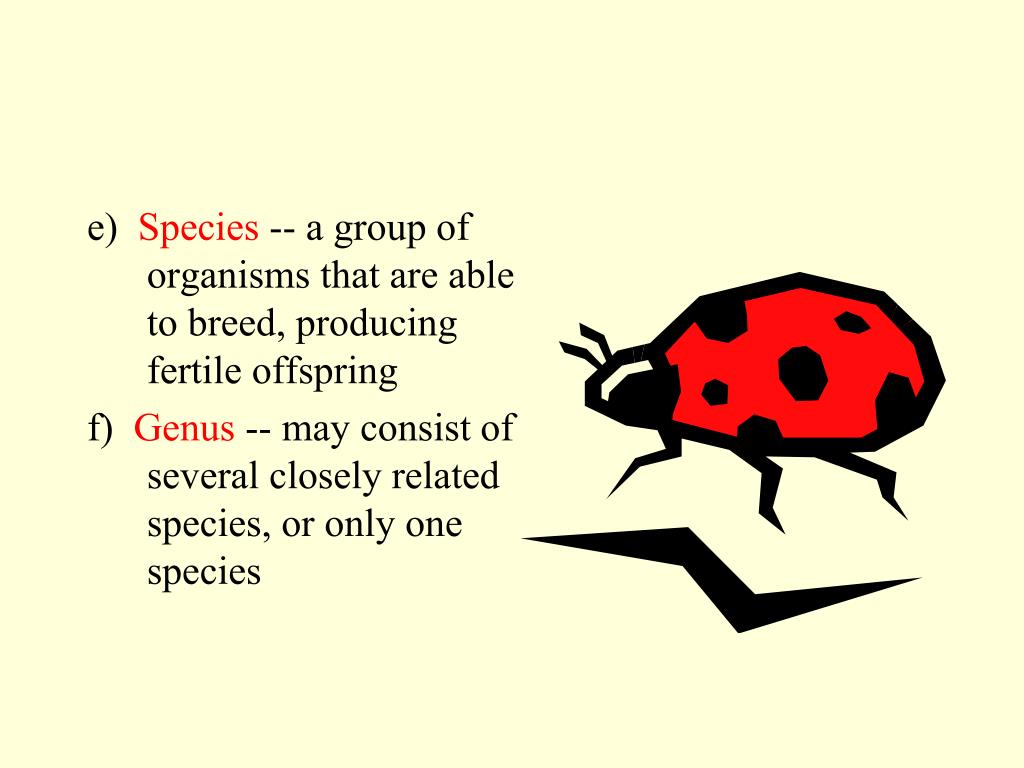 PPT Classification PowerPoint Presentation, free download ID4452394