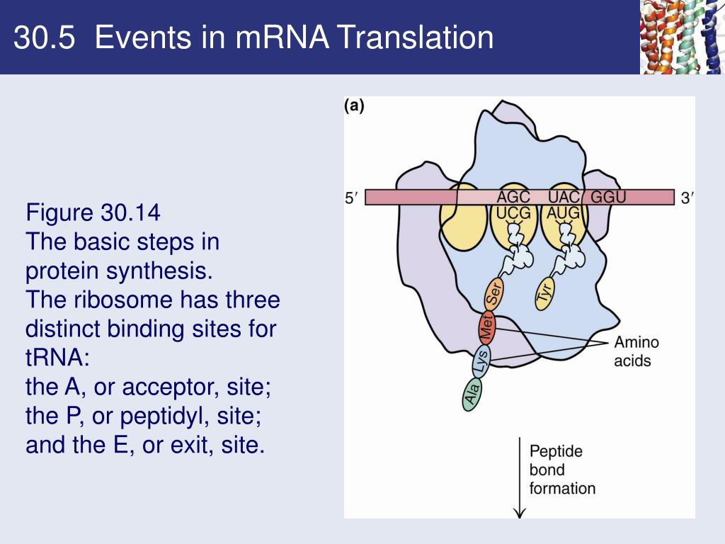 PPT Chapter 30 Protein Synthesis PowerPoint Presentation
