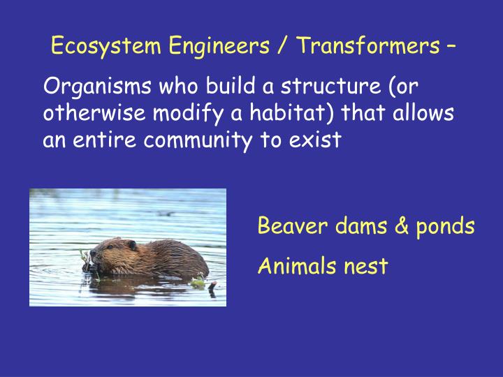 PPT Biodiversity I meaning and measurement PowerPoint Presentation