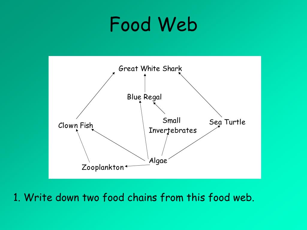 Food Chain Green Sea Turtle Food Web