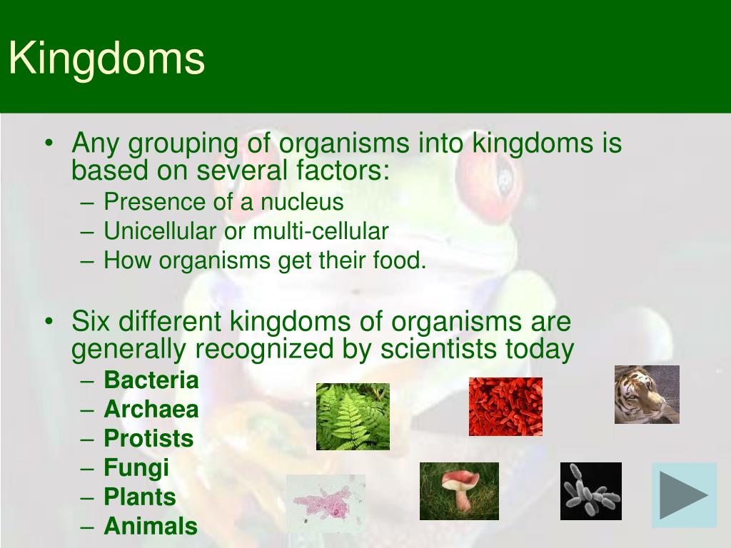 PPT Classifying Organisms PowerPoint Presentation, free download ID