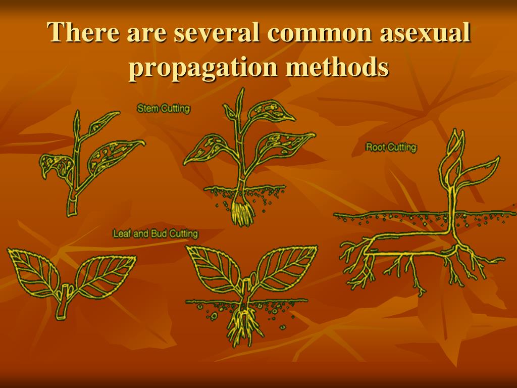 PPT Unit II Plant Science PowerPoint Presentation, free download