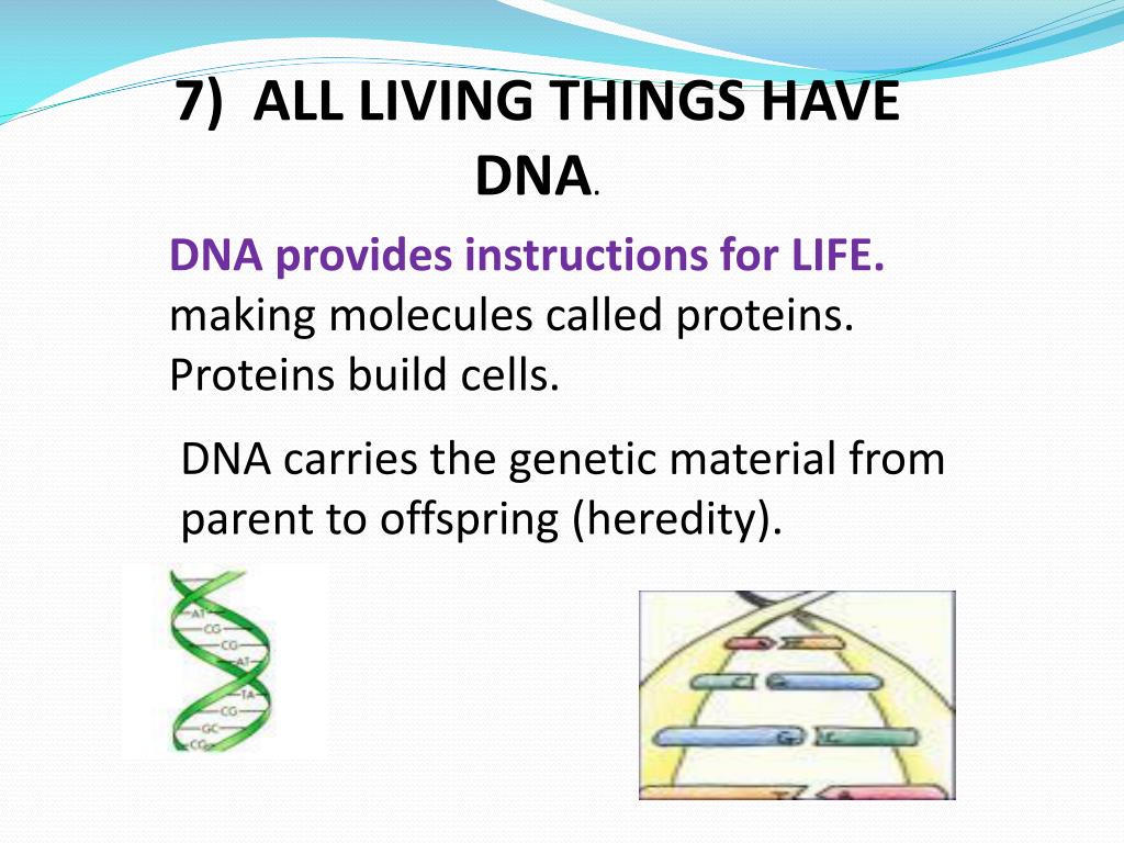 PPT 7 Characteristics of Life PowerPoint Presentation, free download