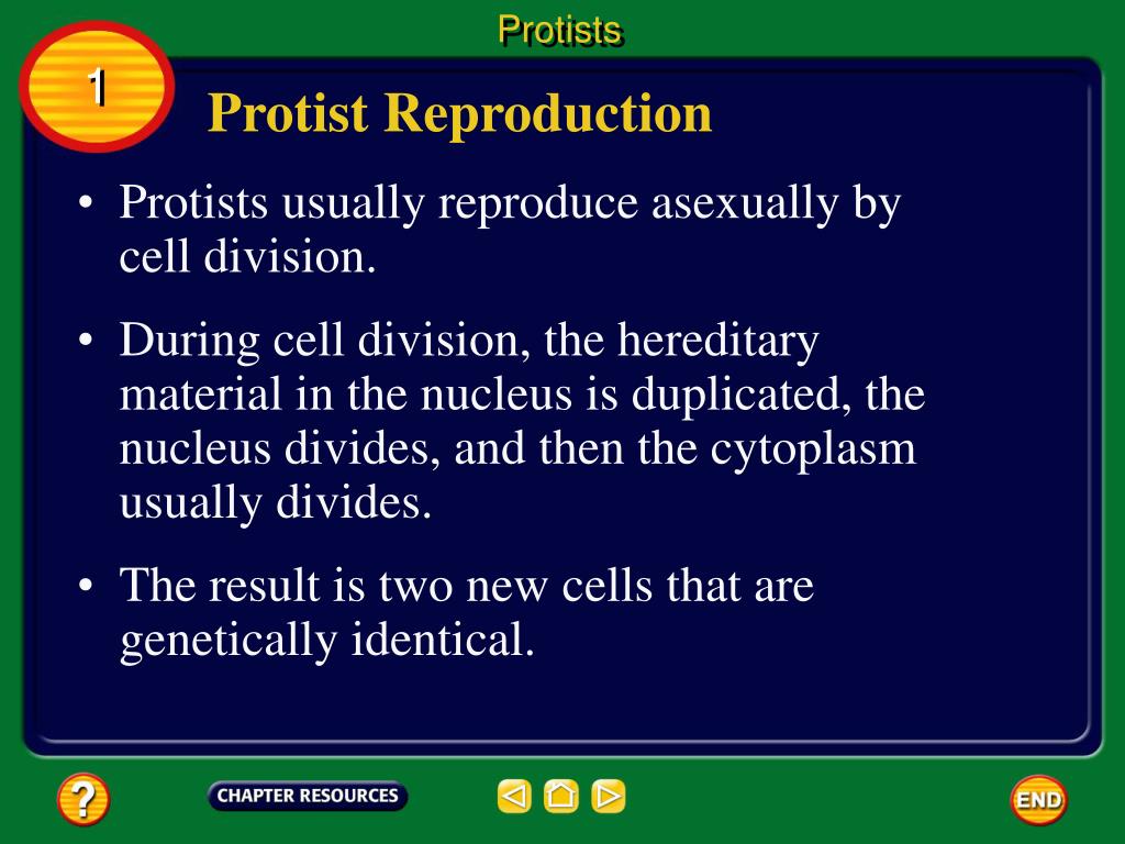 PPT Chapter Protists and Fungi PowerPoint Presentation, free
