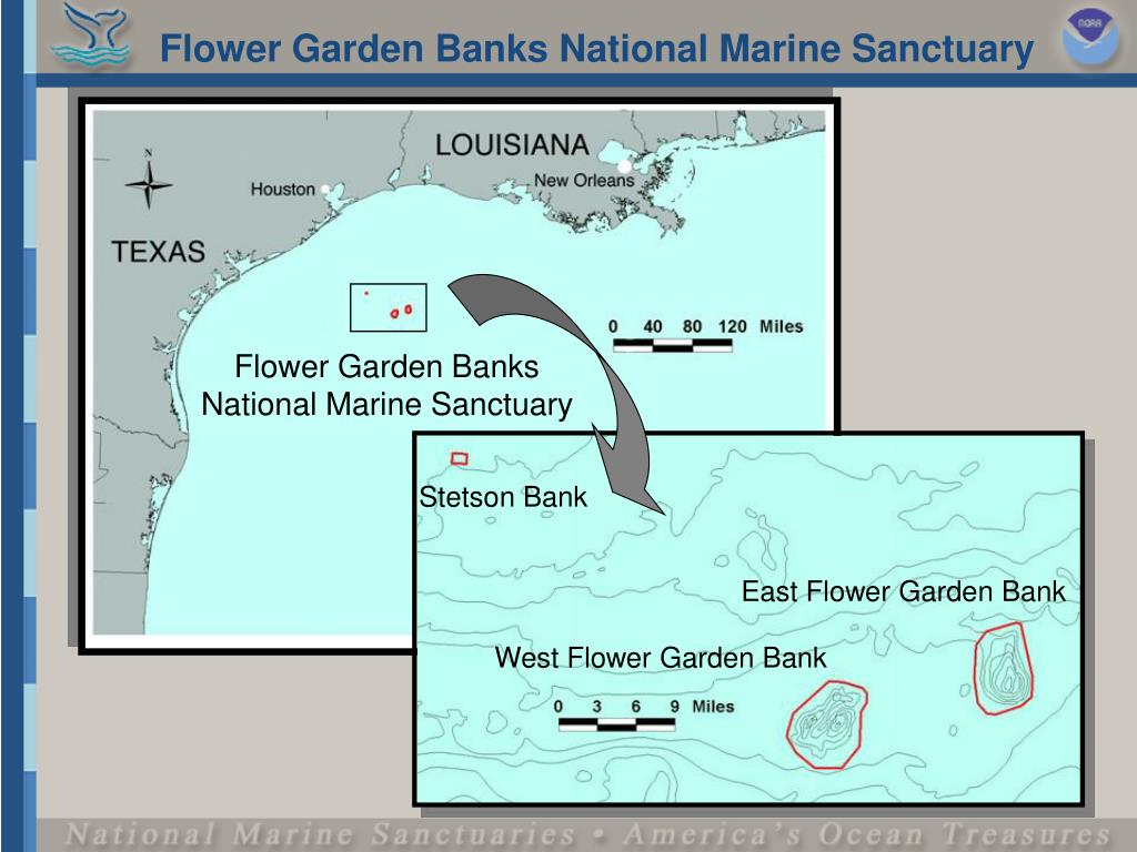 PPT Managing Marine Areas Success Stories Flower Garden Banks