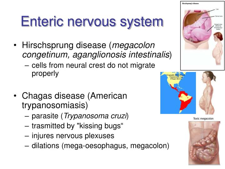 PPT Oral cavity and pharynx PowerPoint Presentation ID4489744