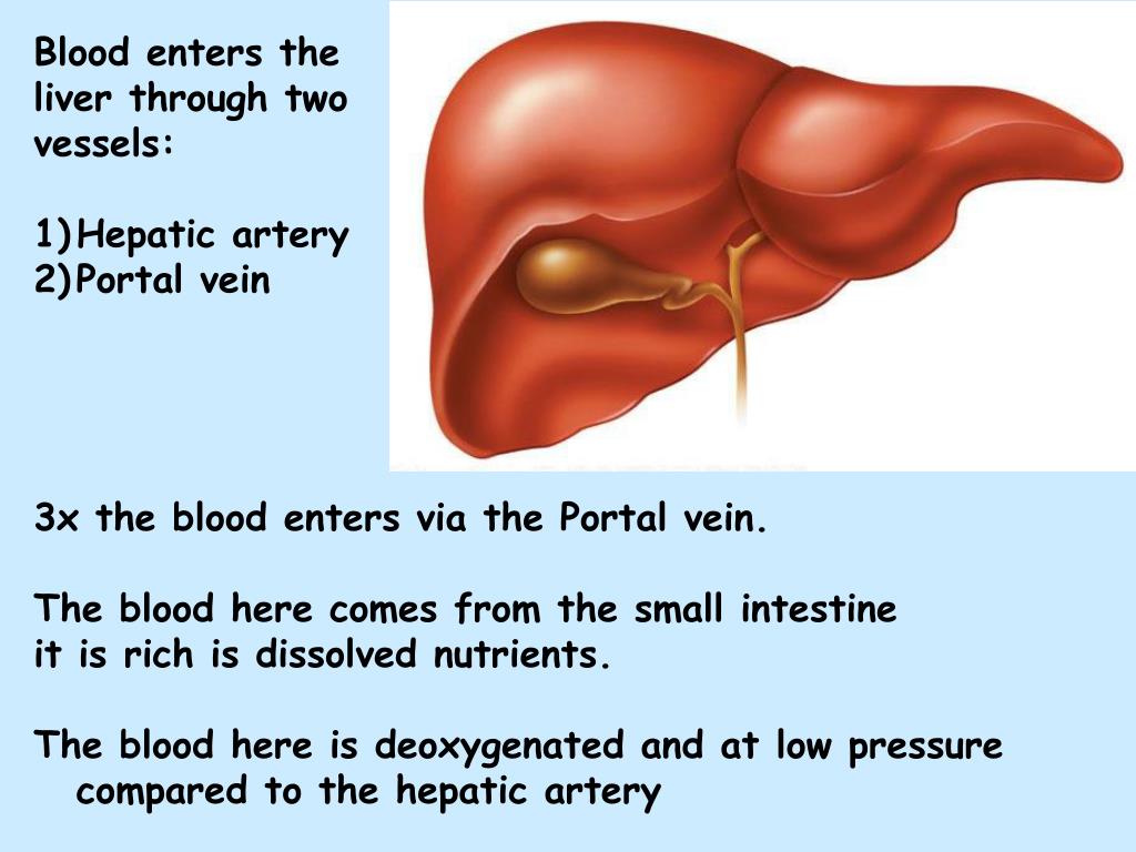 PPT The Liver PowerPoint Presentation, free download ID4491050