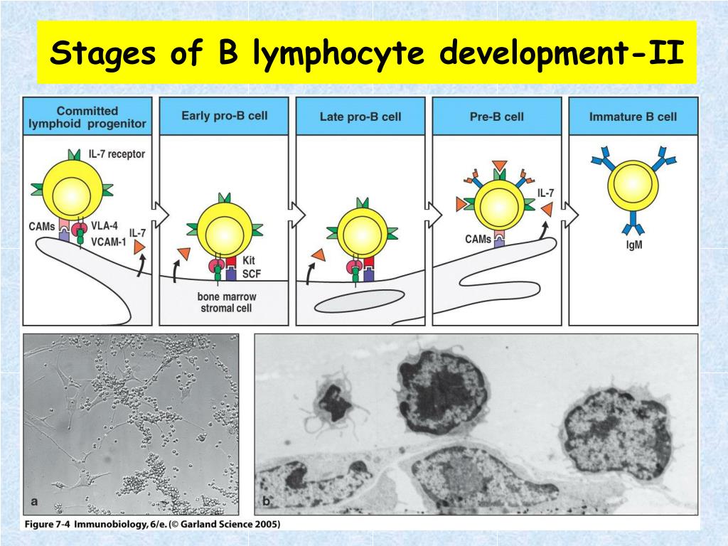 PPT Lymphocyte Development & Generation of Lymphocyte Antigen Receptors PowerPoint