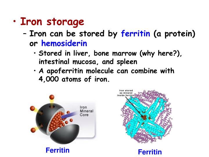 PPT Mineral metabolism PowerPoint Presentation ID4493349