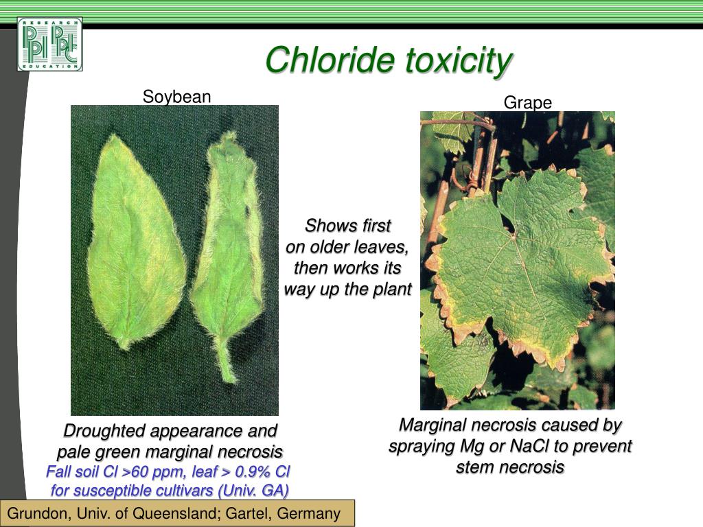 PPT Does Chloride Deserve My Attention? PowerPoint Presentation, free