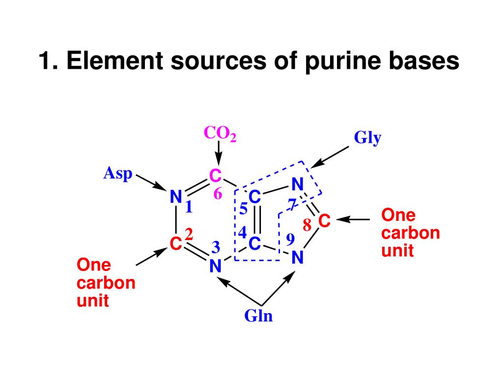 PPT Chapter 8 Metabolism of Nucleotides PowerPoint Presentation, free