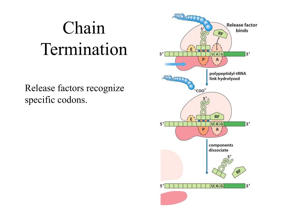 PPT Lecture 21 PowerPoint Presentation, free download ID4494610