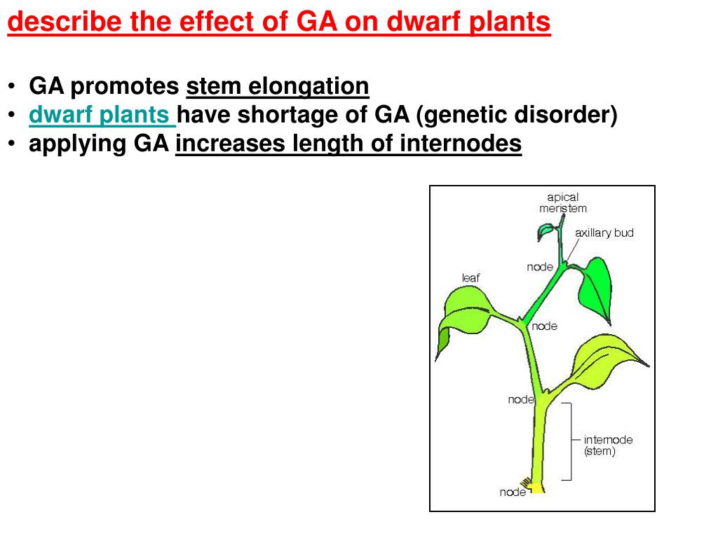 PPT name two plant growth substances indole acetic acid (IAA) an