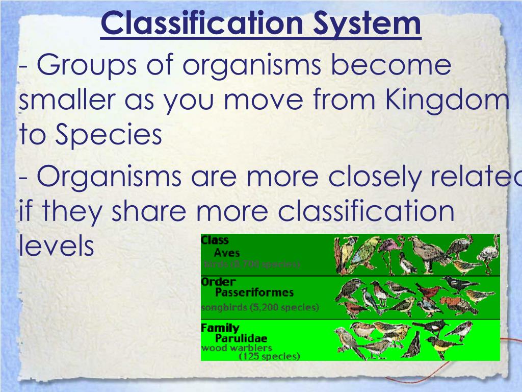 PPT The 7 Levels of Classification PowerPoint Presentation, free