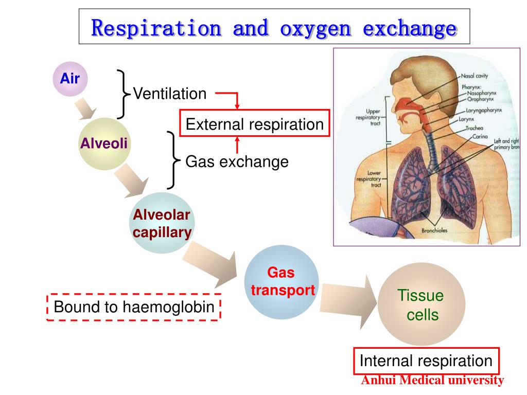 PPT Hypoxia PowerPoint Presentation, free download ID4497181