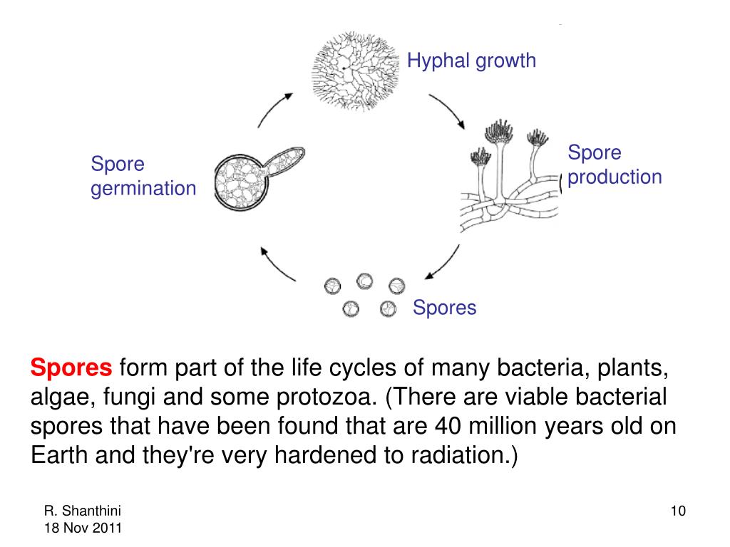 PPT Sterilization PowerPoint Presentation, free download ID4499110