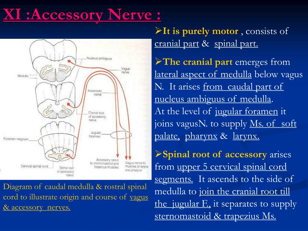 PPT Cranial nerves & Cranial nerve nuclei PowerPoint