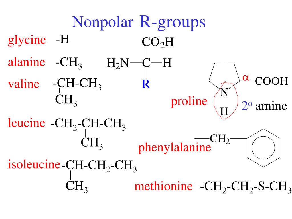 PPT Amino Acids PowerPoint Presentation, free download ID4502088