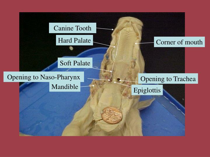 Fetal Pig Epiglottis