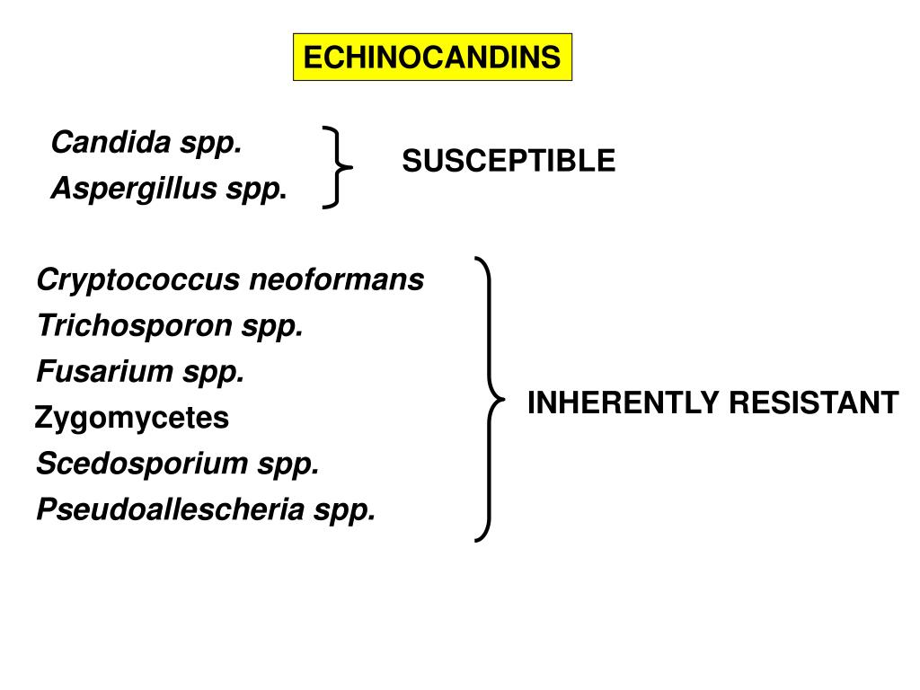 PPT SYSTEMIC ANTIFUNGAL AGENTS SPECTRUM INDICATIONS PRECAUTIONS