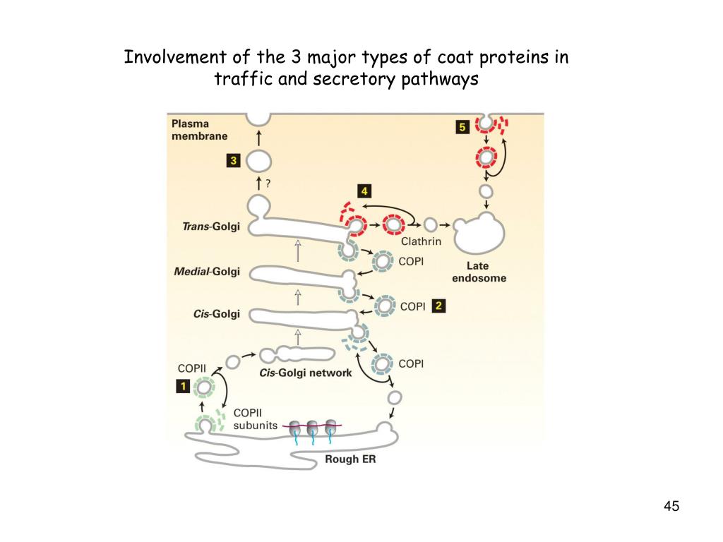 PPT Protein Structure and Function PowerPoint Presentation, free download ID4520878