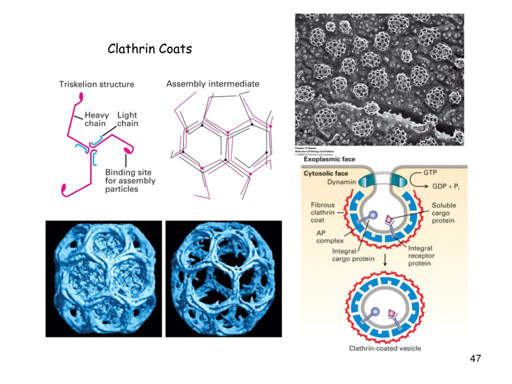 PPT Protein Structure and Function PowerPoint Presentation, free