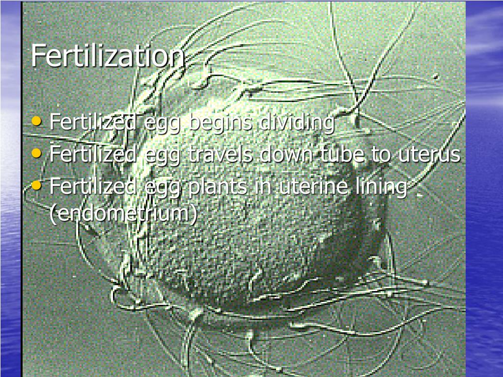 PPT My Life in Obgyn PowerPoint Presentation, free download ID4521917