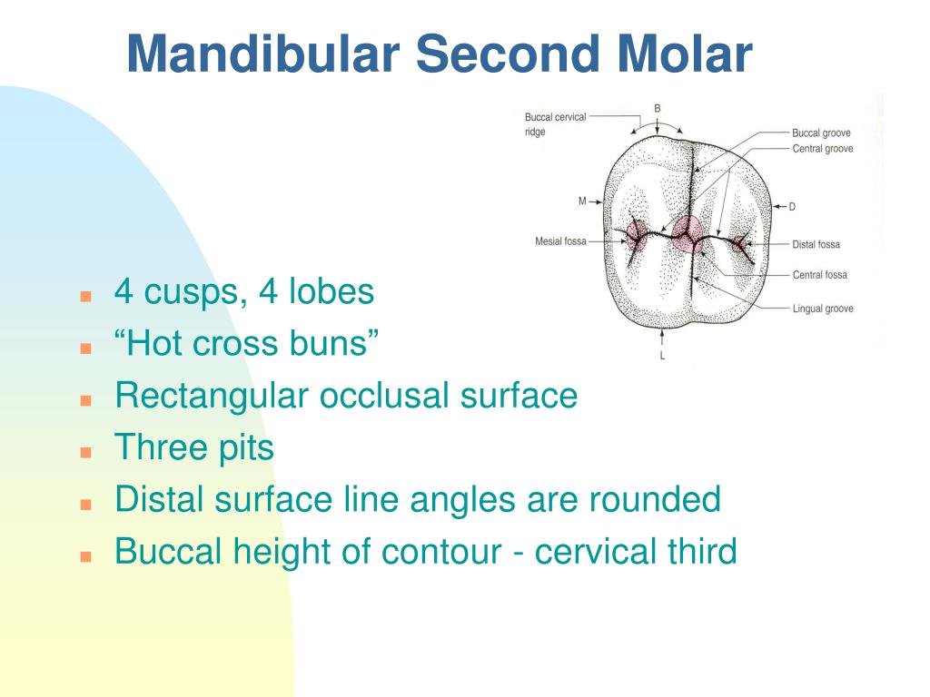 PPT Molars PowerPoint Presentation, free download ID4524183