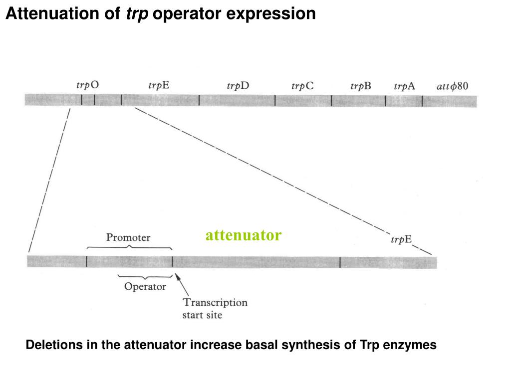 PPT Prokaryotic III Gene regulation PowerPoint