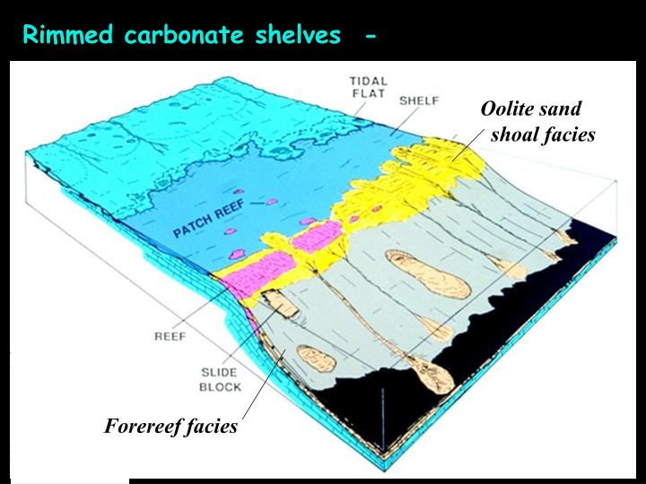 PPT Carbonate sediments, facies, & depositional environments