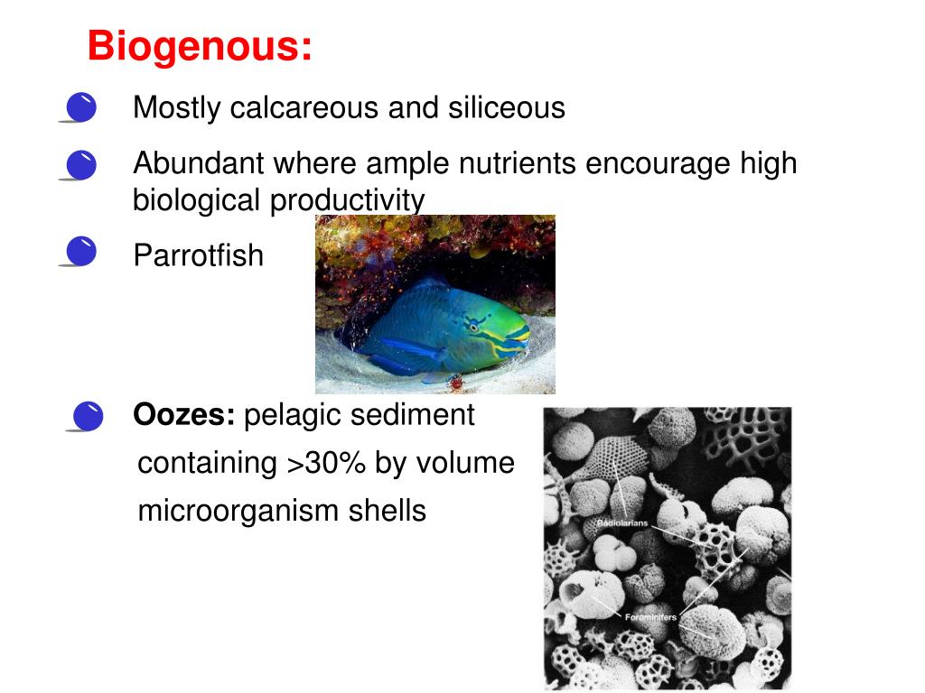 PPT Marine Provinces PowerPoint Presentation, free download ID4530286