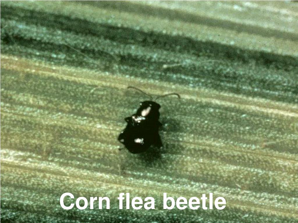 PPT Managing Stewart’s wilt and common rust in sweet corn PowerPoint