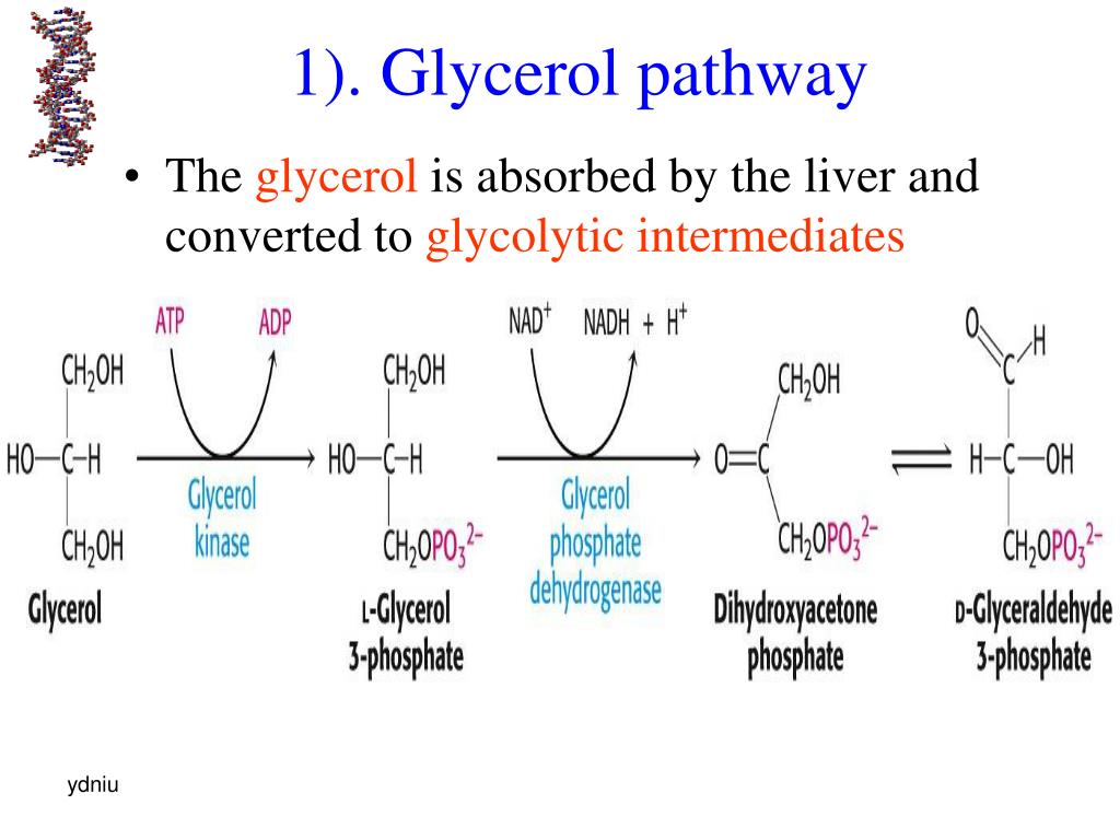 PPT Chapter 5 lipids metabolism PowerPoint Presentation, free