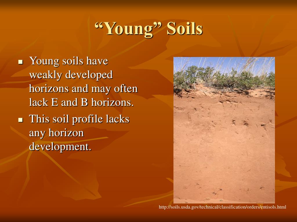 PPT Introduction to Soils PowerPoint Presentation, free download ID