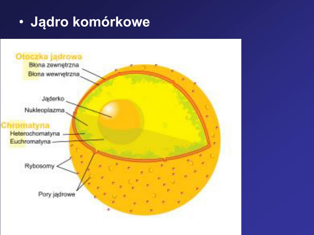PPT Wykład nr 1 dla anatomia dla studiów niestacjonarnych