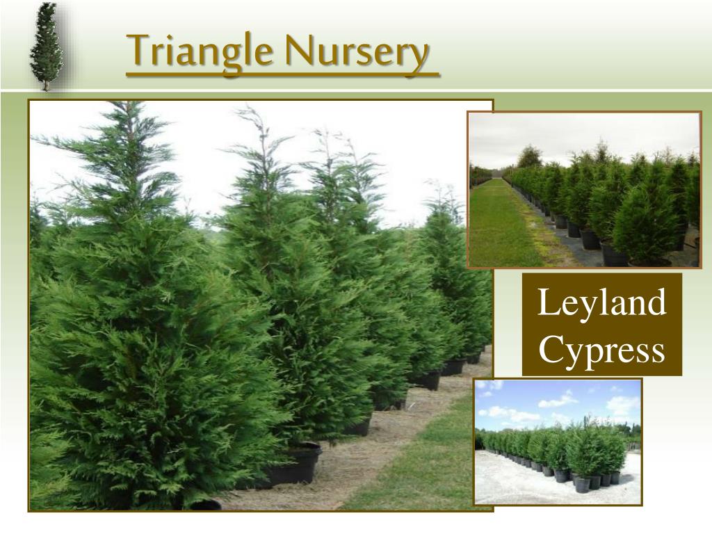 PPT Triangle Nursery PowerPoint Presentation, free download ID4544330